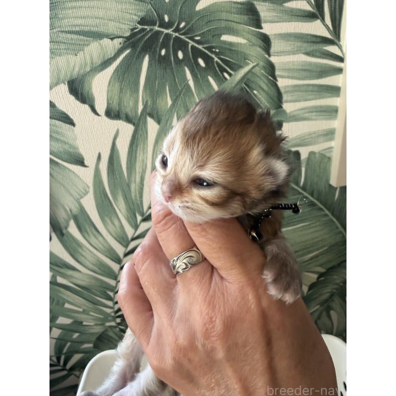 販売中の千葉県のブリティッシュショートヘア-139230の3枚目