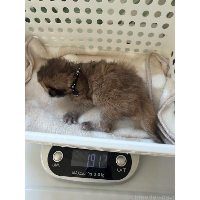 販売中の千葉県のブリティッシュショートヘア-139230の2枚目