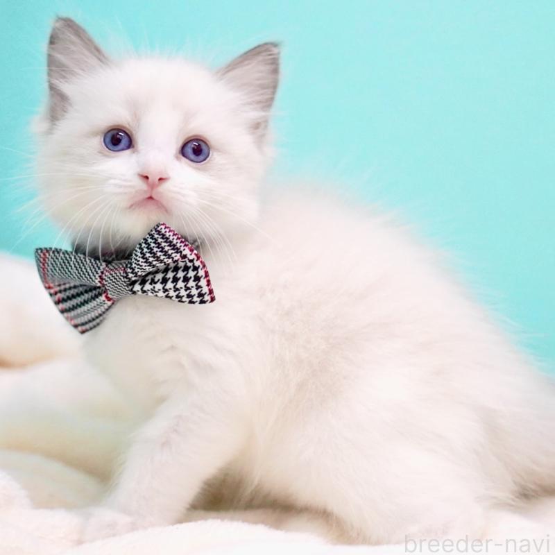 販売中の東京都のラグドール-137815