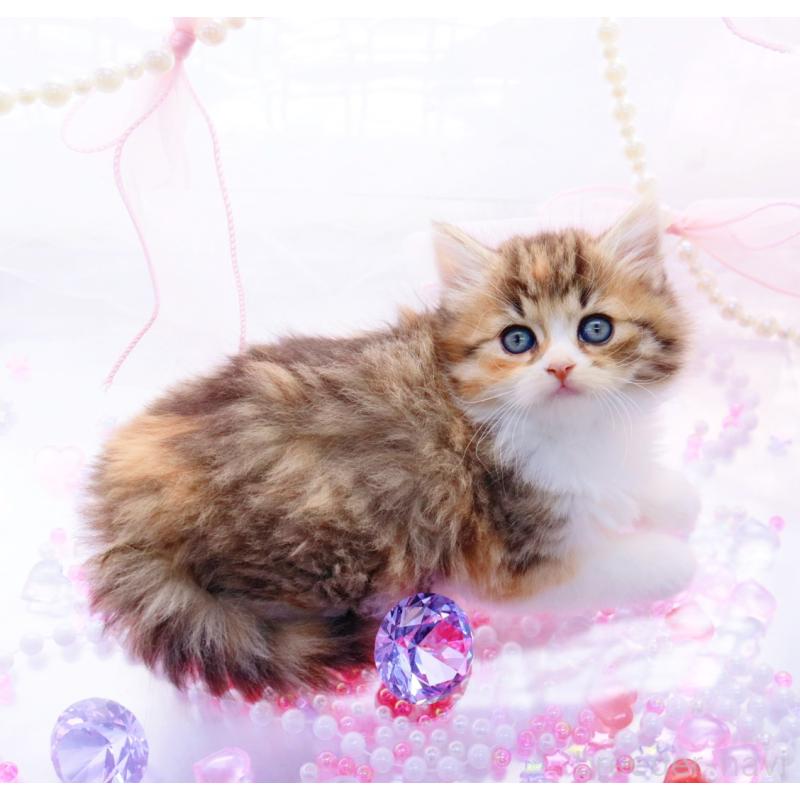 販売中の岐阜県のラガマフィン-138589の2枚目