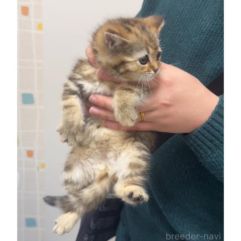 販売中の静岡県のマンチカン-139233の2枚目