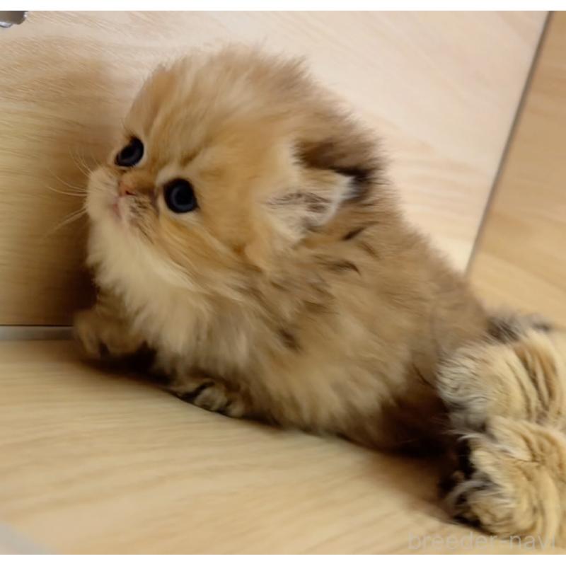 販売中の静岡県のミヌエット(短足)-139228の2枚目