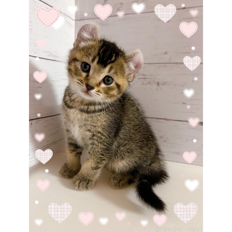 販売中の東京都のアメリカンカール-139234の4枚目