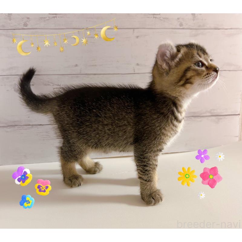 販売中の東京都のアメリカンカール-139234の3枚目