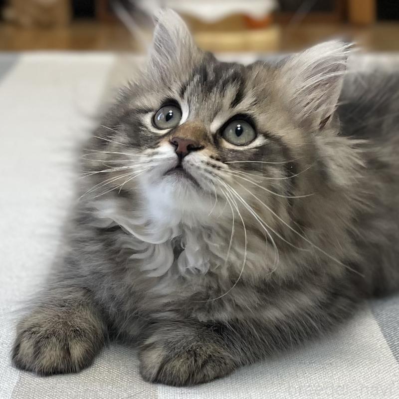 販売中の愛知県のミヌエット-134737