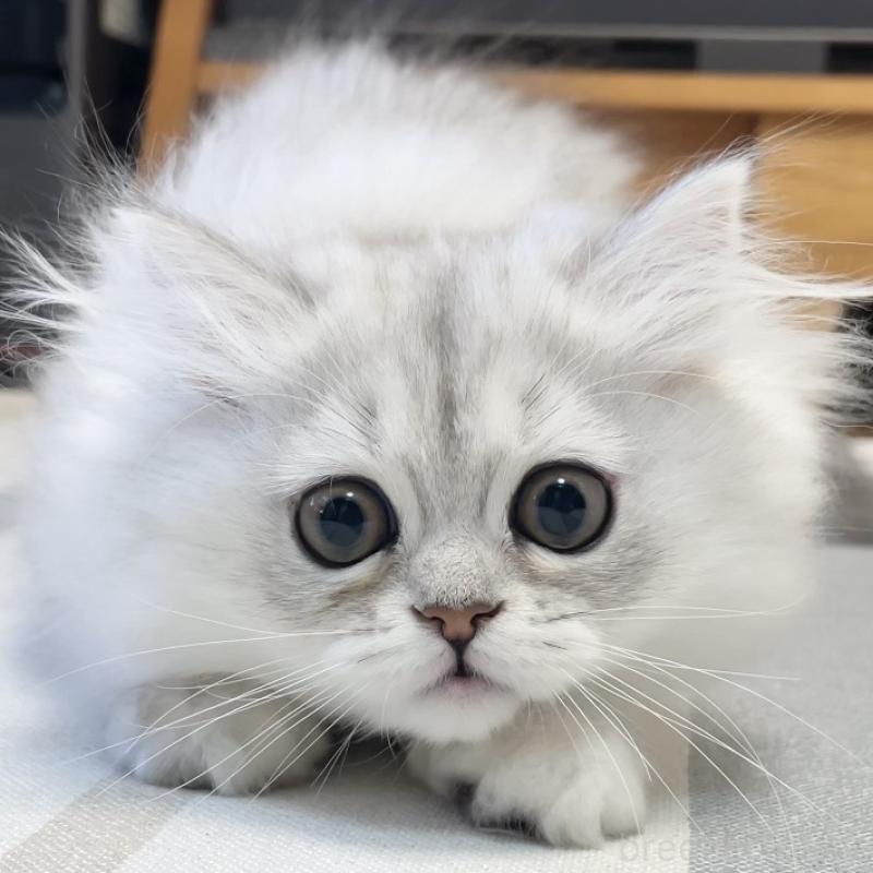 販売中の愛知県のミヌエット-134739