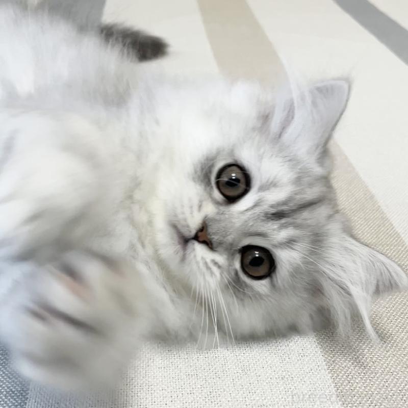 販売中の愛知県のミヌエット-134741