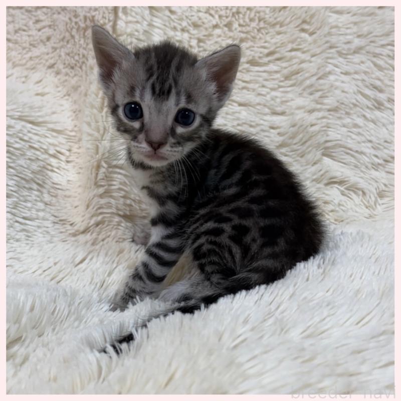 販売中の群馬県のベンガル-139235の6枚目