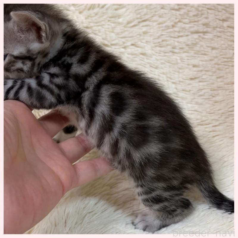 販売中の群馬県のベンガル-139235の5枚目