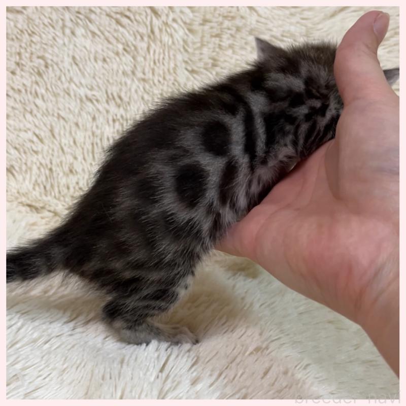 販売中の群馬県のベンガル-139235の4枚目