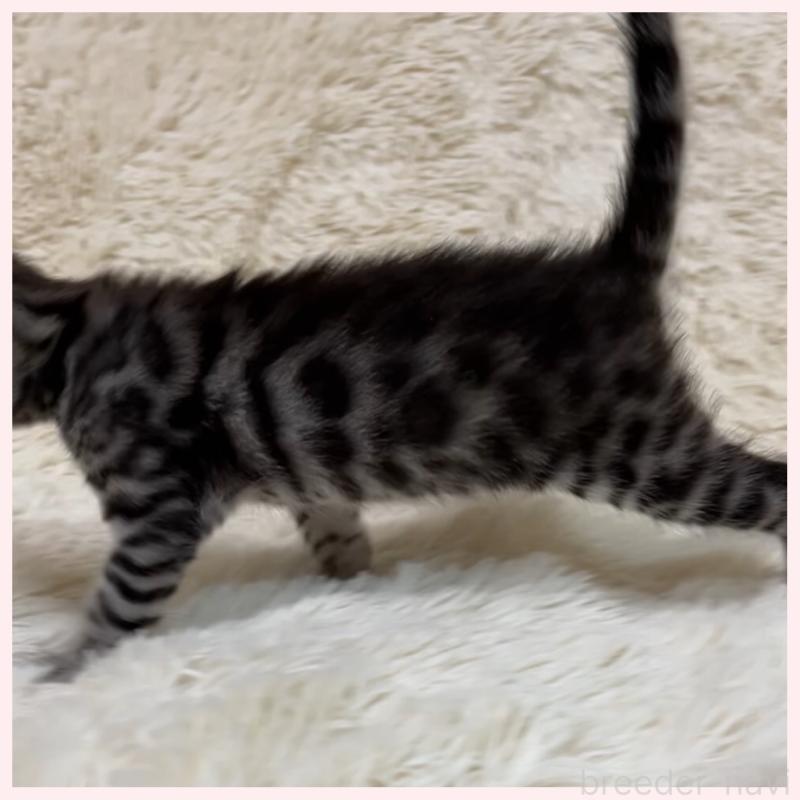 販売中の群馬県のベンガル-139235の3枚目