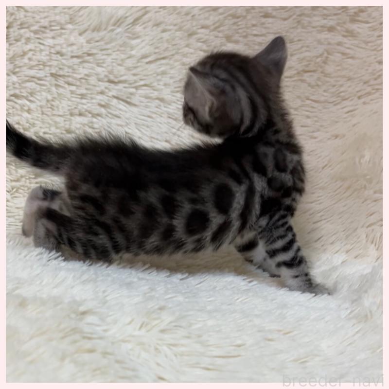 販売中の群馬県のベンガル-139235の2枚目