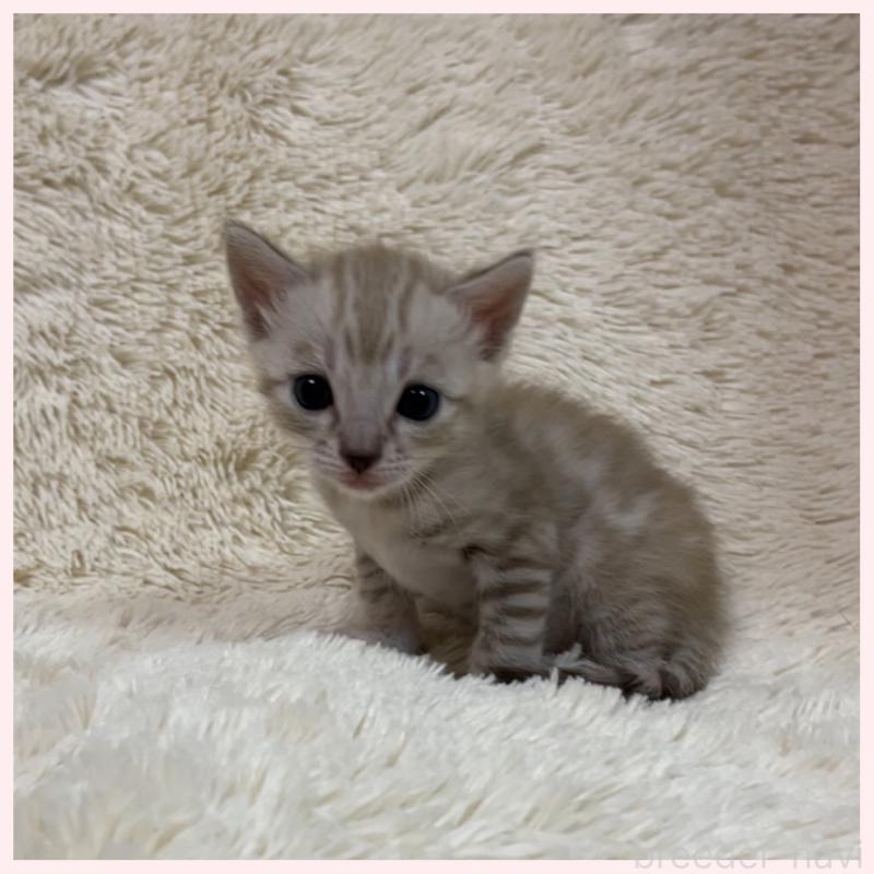 販売中の群馬県のベンガル-139236