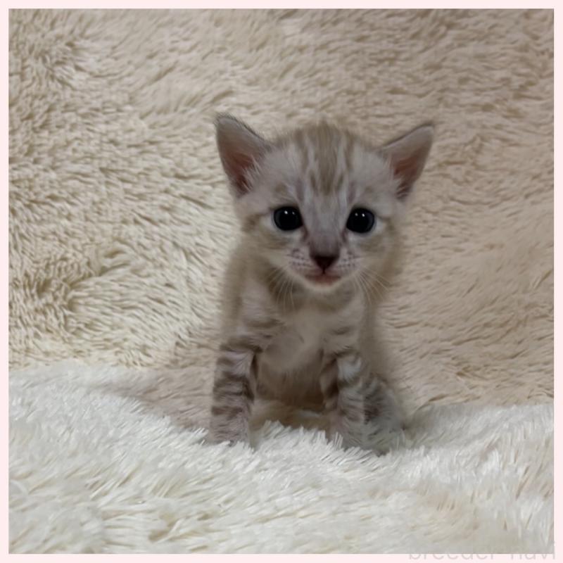 販売中の群馬県のベンガル-139236の6枚目