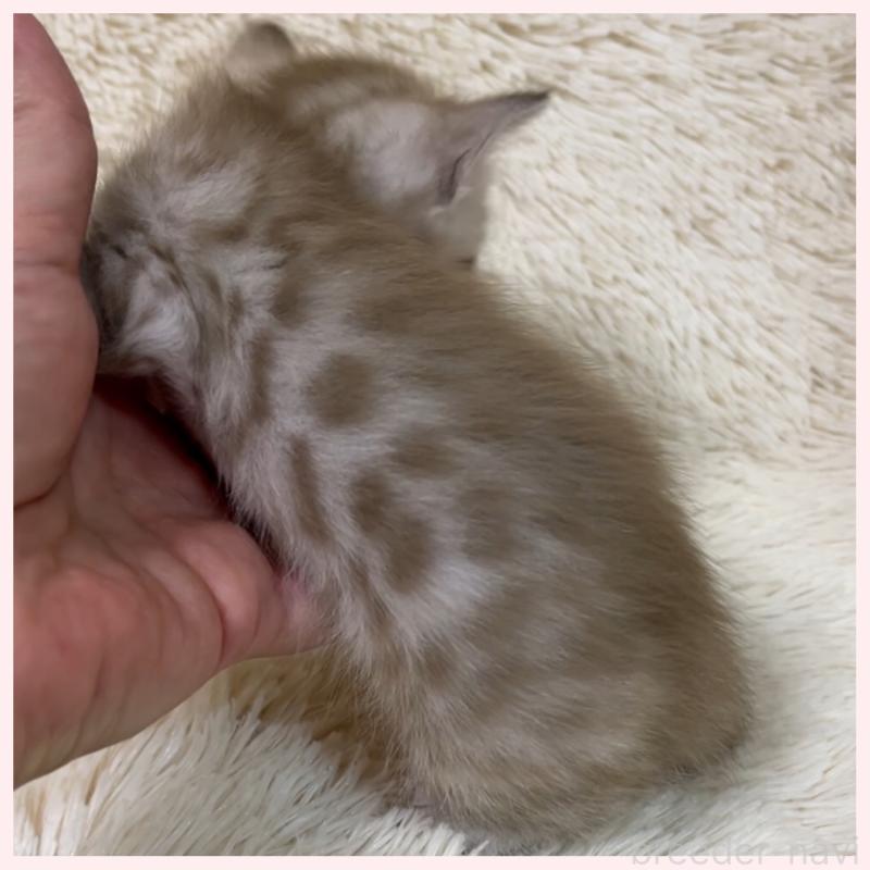 販売中の群馬県のベンガル-139236の5枚目