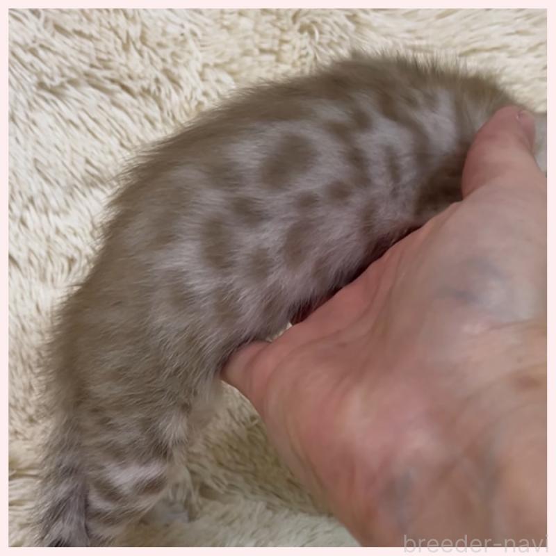 販売中の群馬県のベンガル-139236の4枚目