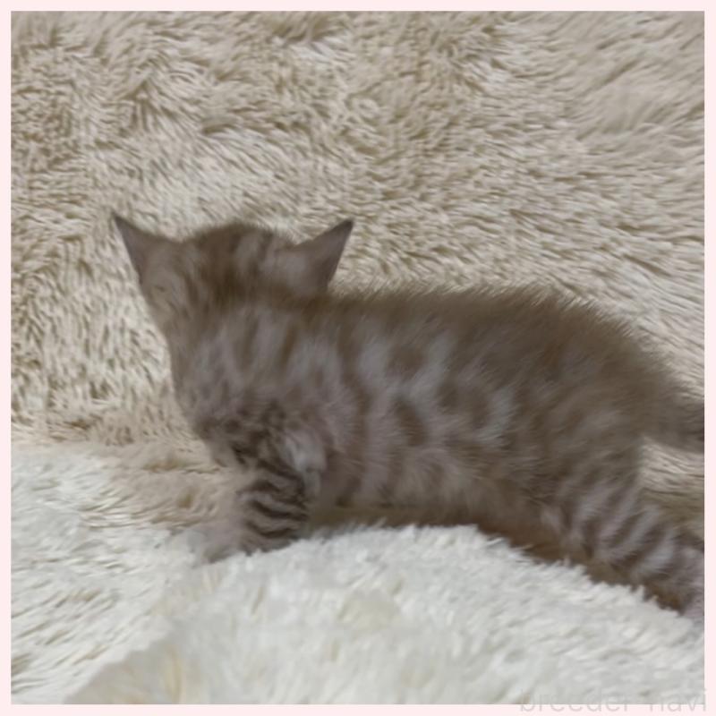 販売中の群馬県のベンガル-139236の3枚目