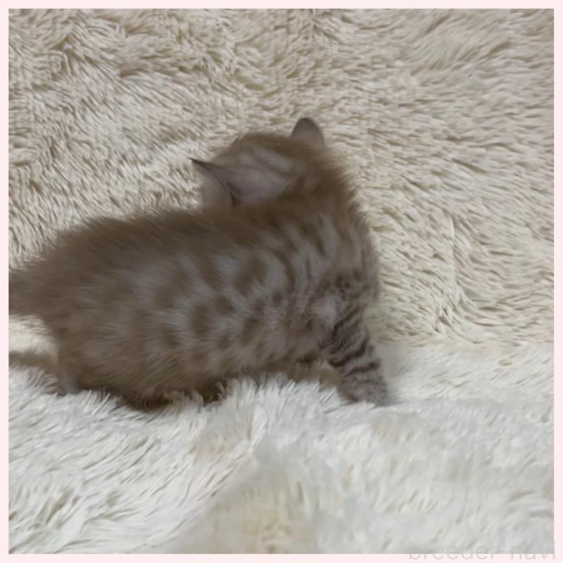 販売中の群馬県のベンガル-139236の2枚目