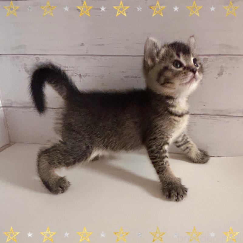 販売中の東京都のアメリカンカール-139237の4枚目