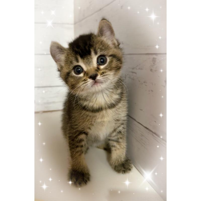 販売中の東京都のアメリカンカール-139237の3枚目