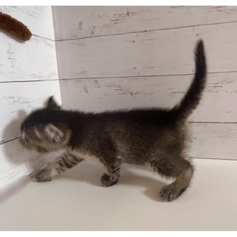 販売中の東京都のアメリカンカール-139237の2枚目