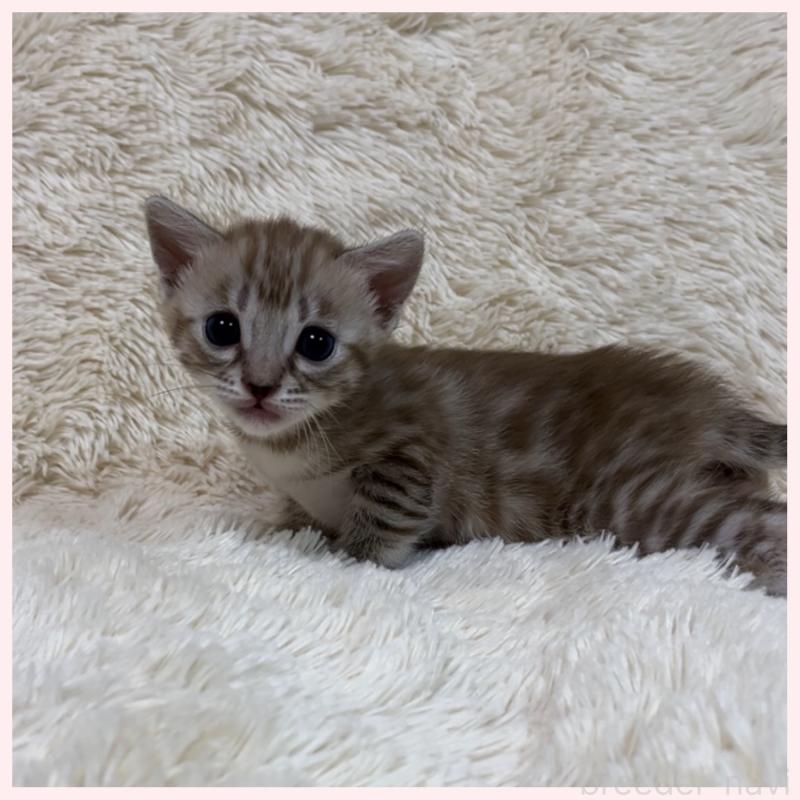 販売中の群馬県のベンガル-139238