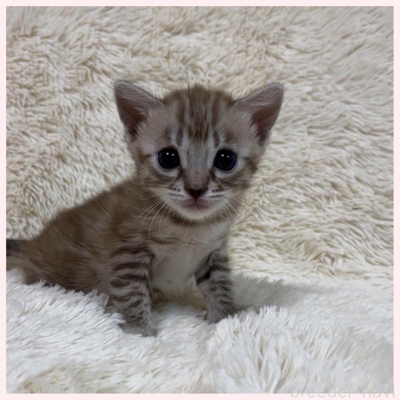 販売中の群馬県のベンガル-139238の6枚目