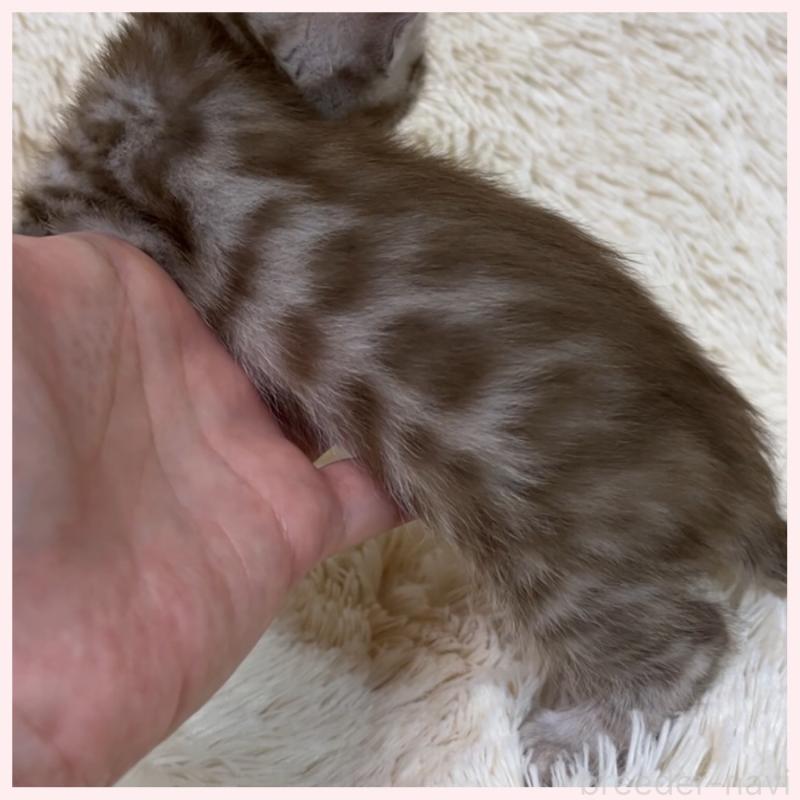 販売中の群馬県のベンガル-139238の5枚目