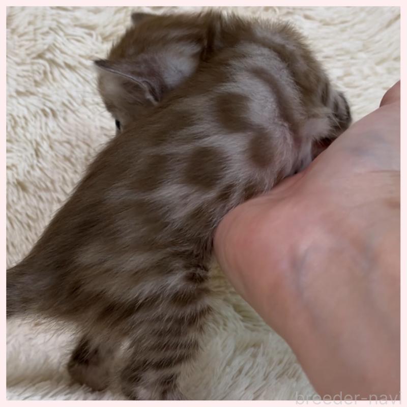 販売中の群馬県のベンガル-139238の4枚目