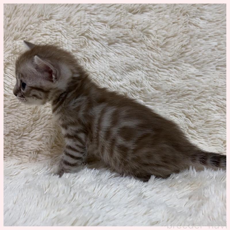 販売中の群馬県のベンガル-139238の3枚目