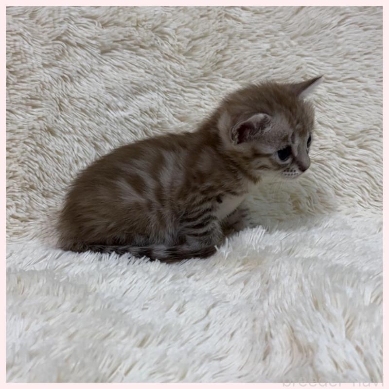 販売中の群馬県のベンガル-139238の2枚目