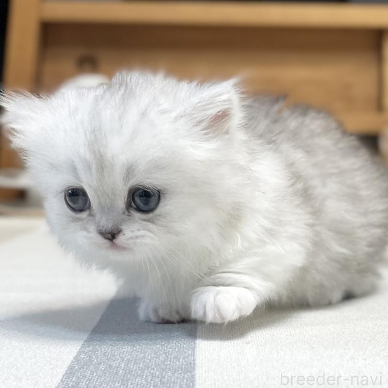 販売中の愛知県のミヌエット(短足)-138519