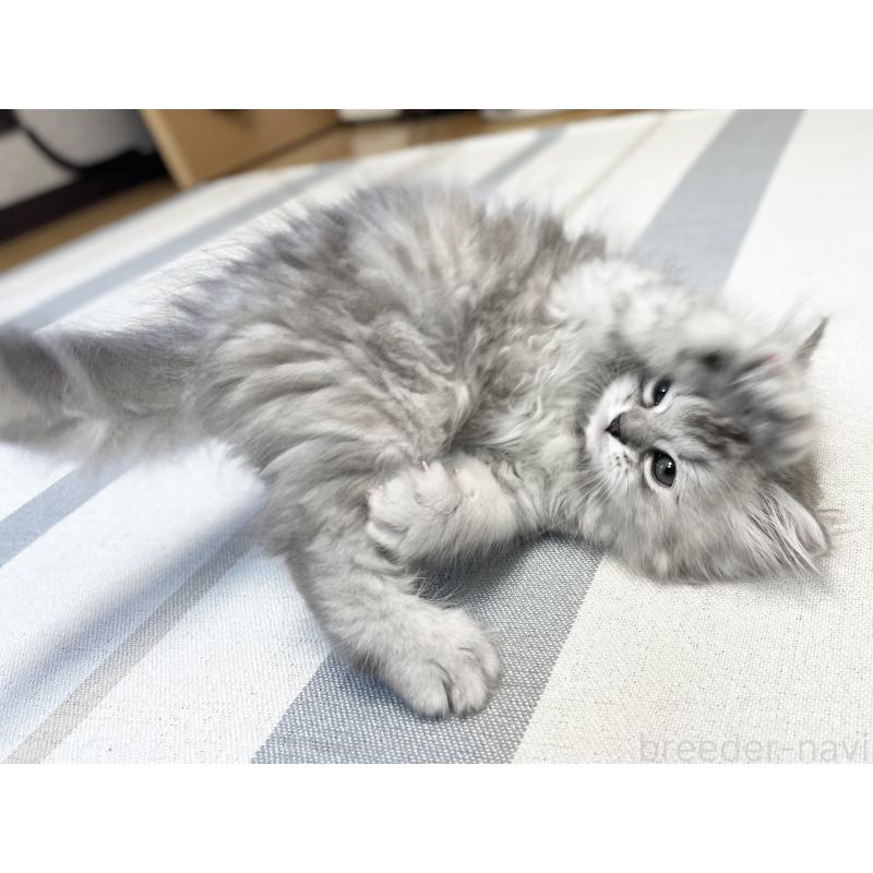 販売中の愛知県のミヌエット-136423の15枚目