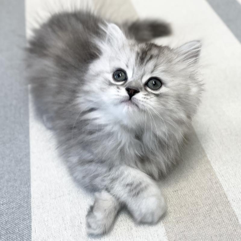 販売中の愛知県のミヌエット-136423の14枚目