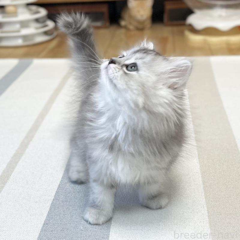 販売中の愛知県のミヌエット-136423の13枚目