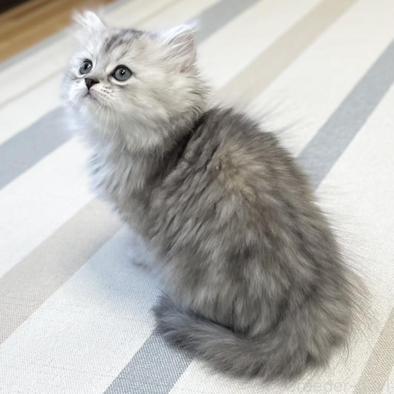 販売中の愛知県のミヌエット-136423の12枚目