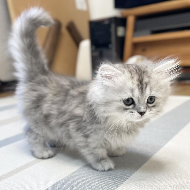 販売中の愛知県のミヌエット-136423の10枚目