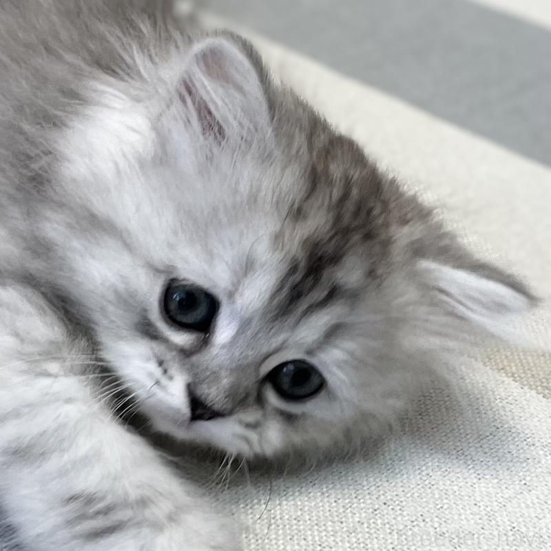 販売中の愛知県のミヌエット-136423の9枚目