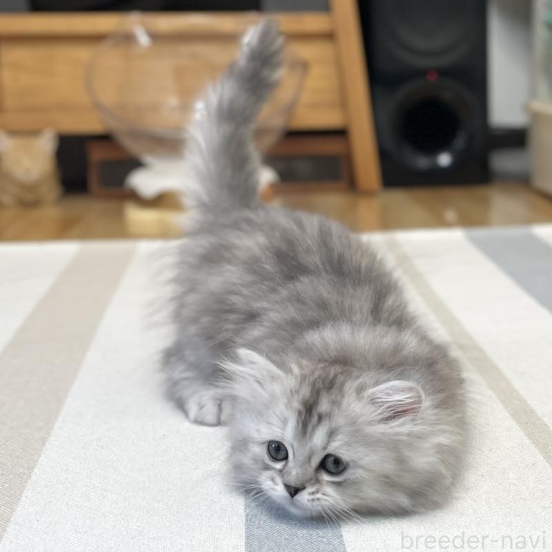 販売中の愛知県のミヌエット-136423の8枚目