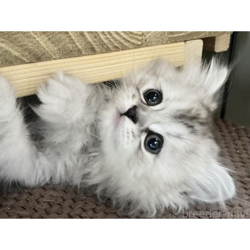 販売中の愛知県のミヌエット-136423の7枚目