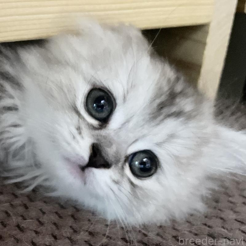 販売中の愛知県のミヌエット-136423の6枚目