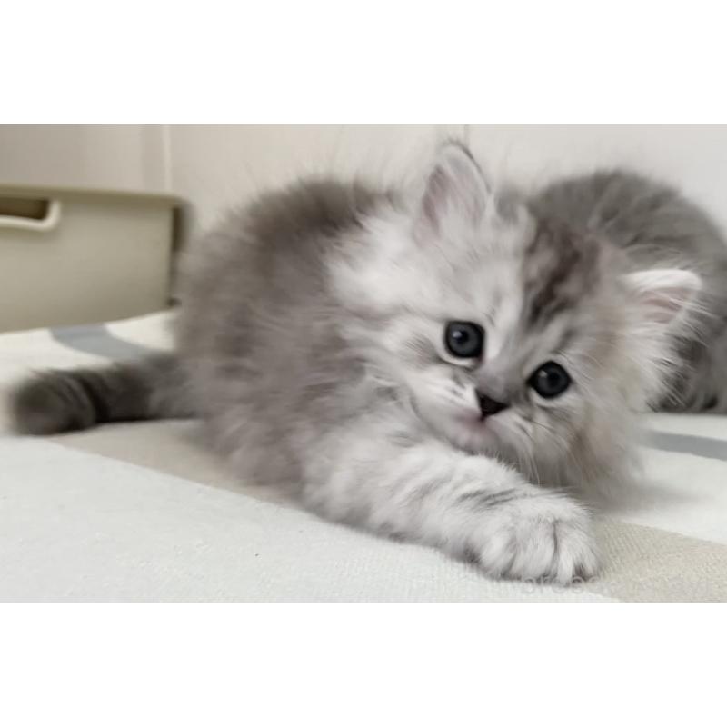 販売中の愛知県のミヌエット-136423の5枚目