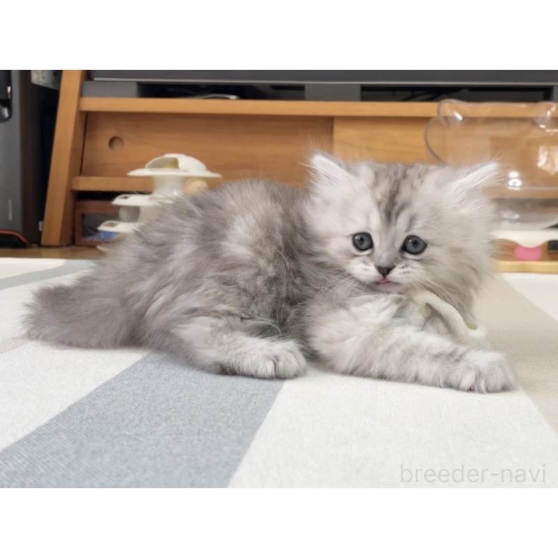 販売中の愛知県のミヌエット-136423の4枚目