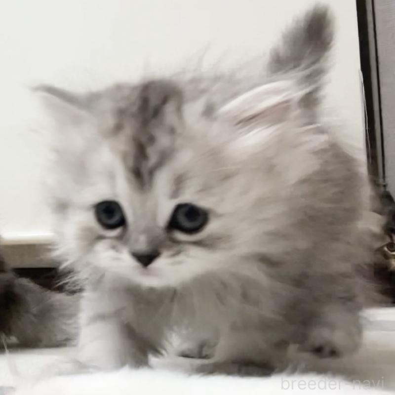 販売中の愛知県のミヌエット-136423の3枚目