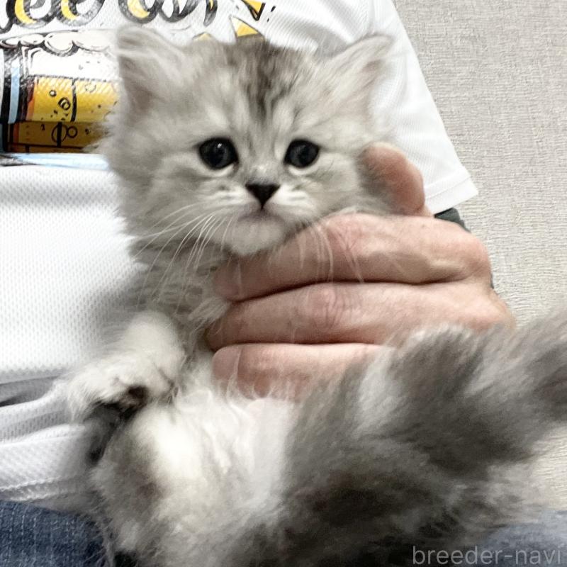 販売中の愛知県のミヌエット-136423の2枚目