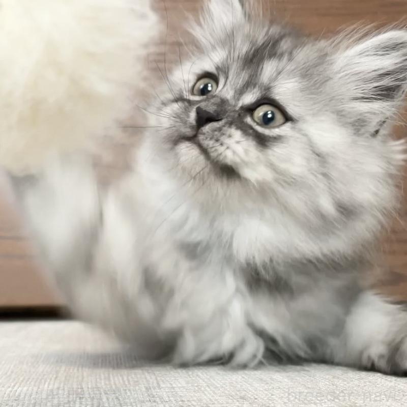 販売中の愛知県のミヌエット-136426の14枚目