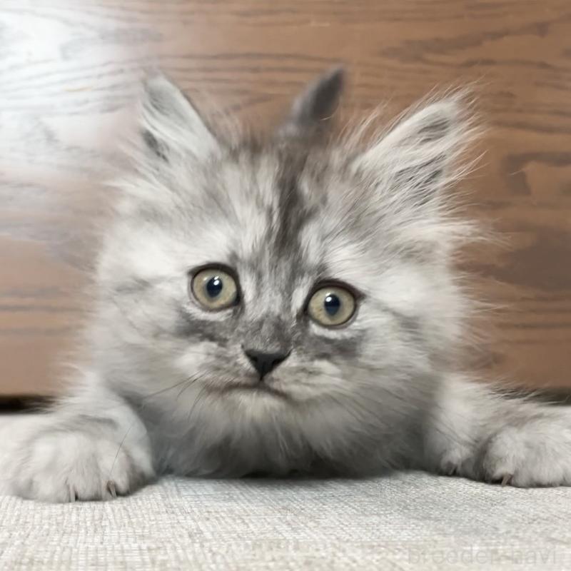 販売中の愛知県のミヌエット-136426の15枚目