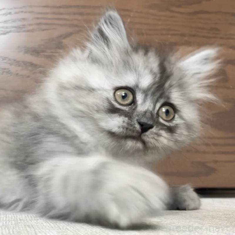 販売中の愛知県のミヌエット-136426の13枚目