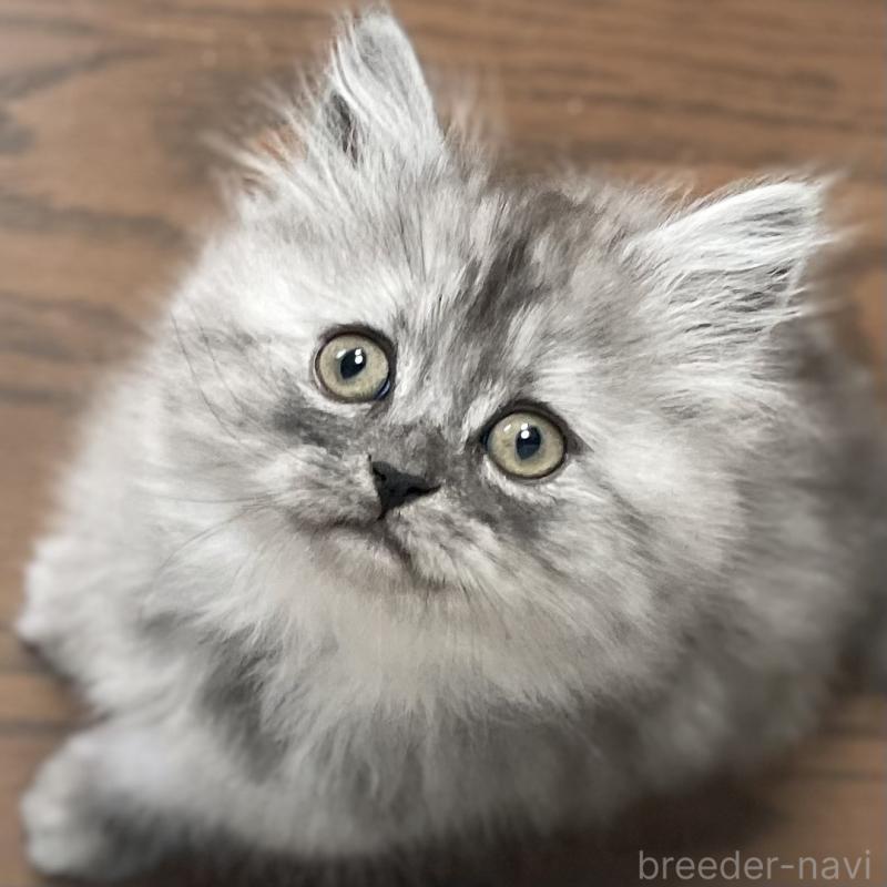 販売中の愛知県のミヌエット-136426