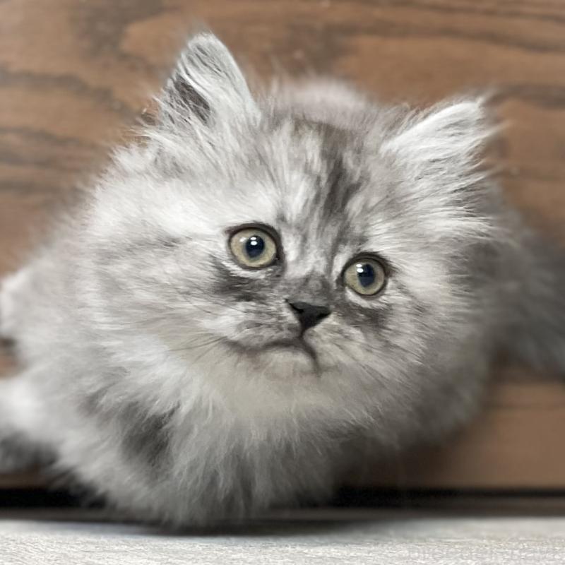 販売中の愛知県のミヌエット-136426の12枚目